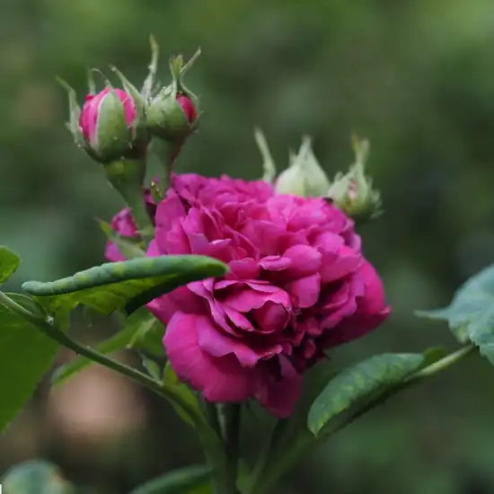 Rosa Rose de Resht - violet - trandafir portland